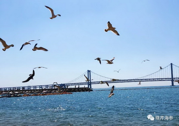 風吹浪涌,曉芹,大連海參,曉芹海參,海參,電影,院線.jpg